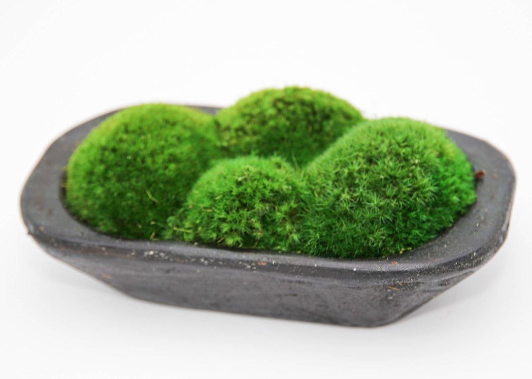 Moss Petite Wooden Dish: Natural / 10.75" x 6.5" x 3"